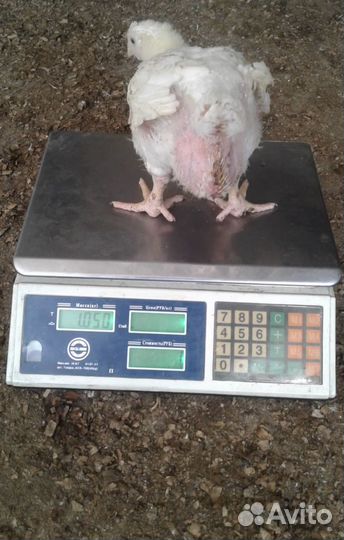 Цыплята бройлеры росс 308