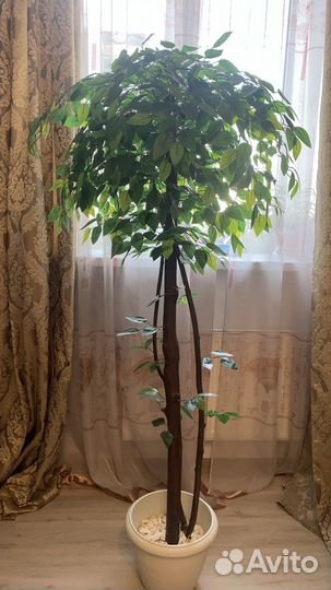 Искуственный фикус