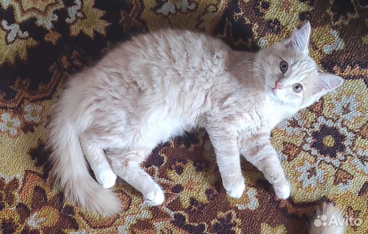 Котик в добрые руки