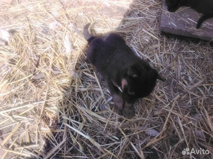 Отдам бесплатно щенки