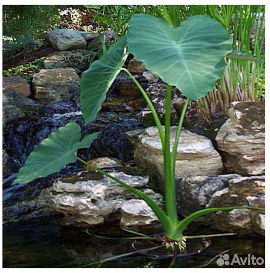 Растения для пруда