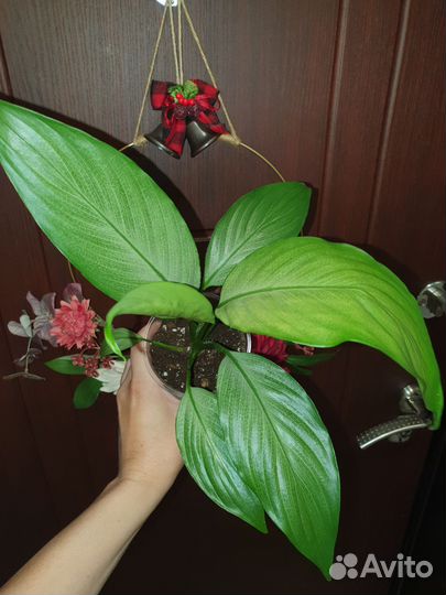 Спатифиллум спилт милк