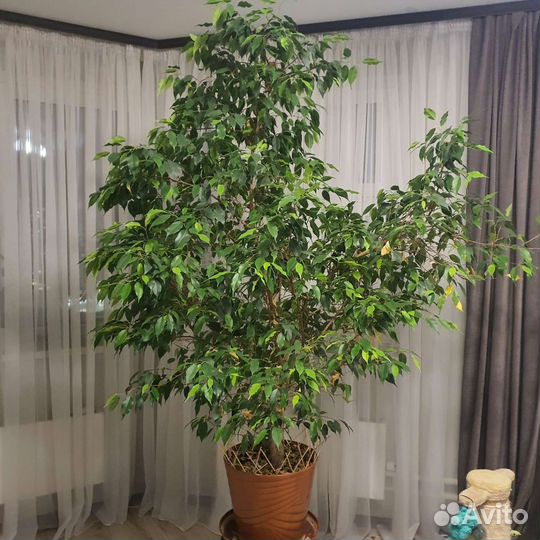 Фикус бенджамина