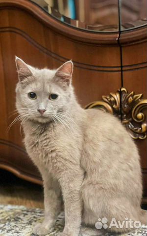 Кошки в добрые руки бесплатно