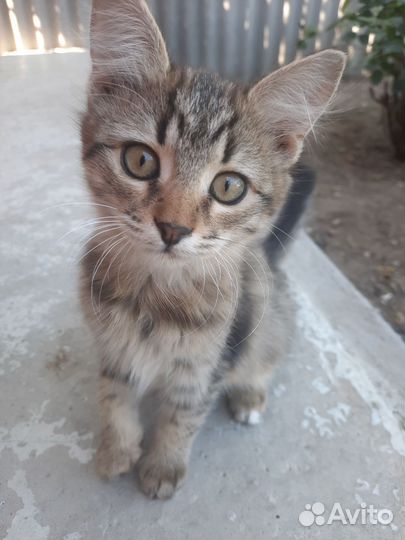 Кошечка в добрые руки