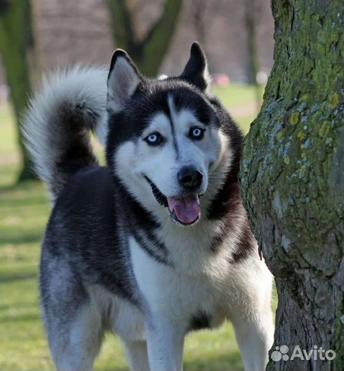 Сибирский хаски