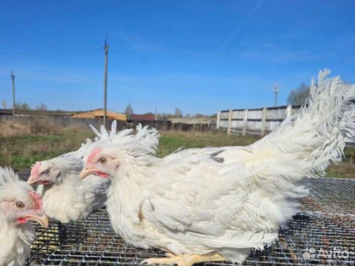 Куры-несушки