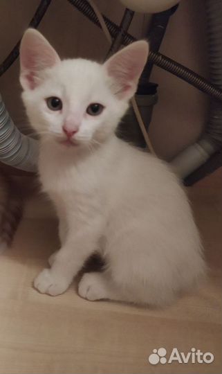 Турецкая ангора