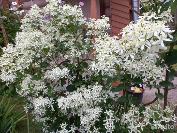 Клематис мелкоцветковый