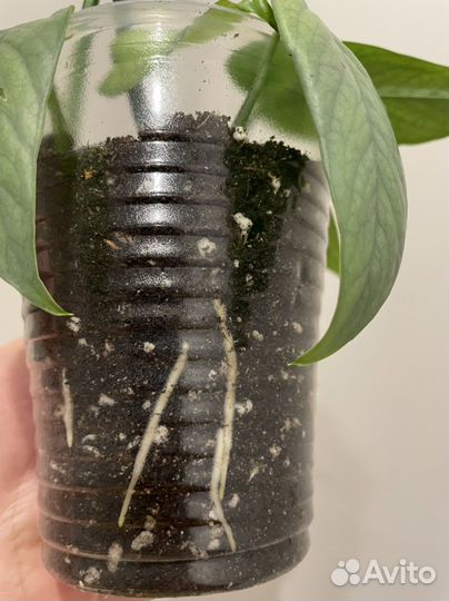 Эпипремнум пиннатум вайт, марбл плэнет, себу блю