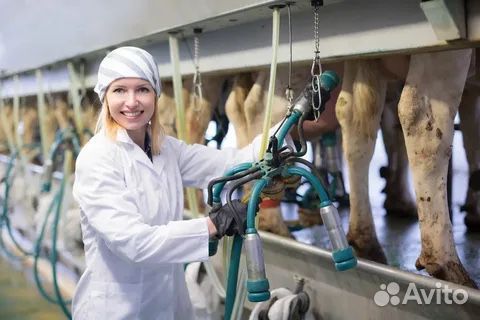Оператор машинного доения. Вахта