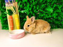 Карликовый кролик - мини, ручной и добрый