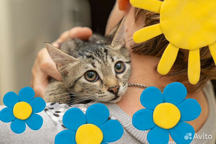 Котенок в добрые руки