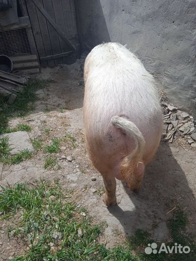 Хряк на племя