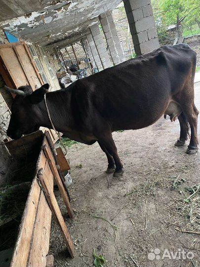 Корова дойная