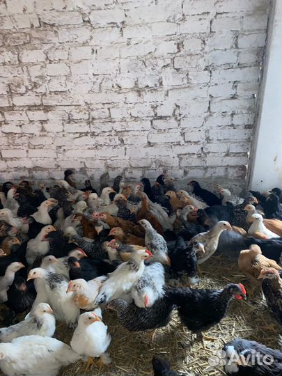 Цыплята несушки