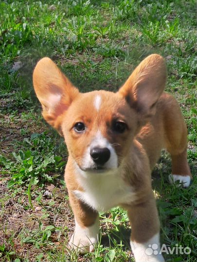 Вельш-корги кардиган