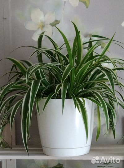 Комнатные цветы