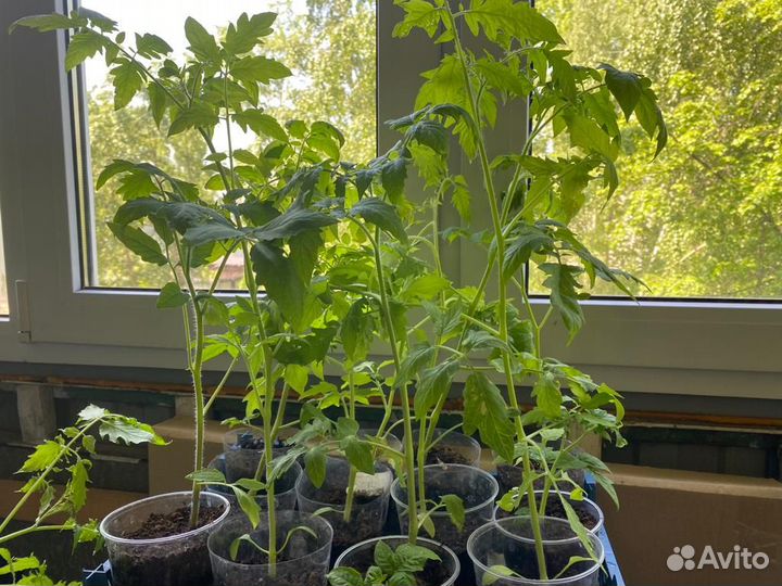 Сортовые помидоры: рассада