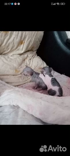 Донской сфинкс котята