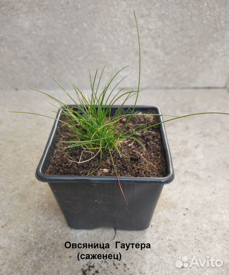 Декоративные злаки