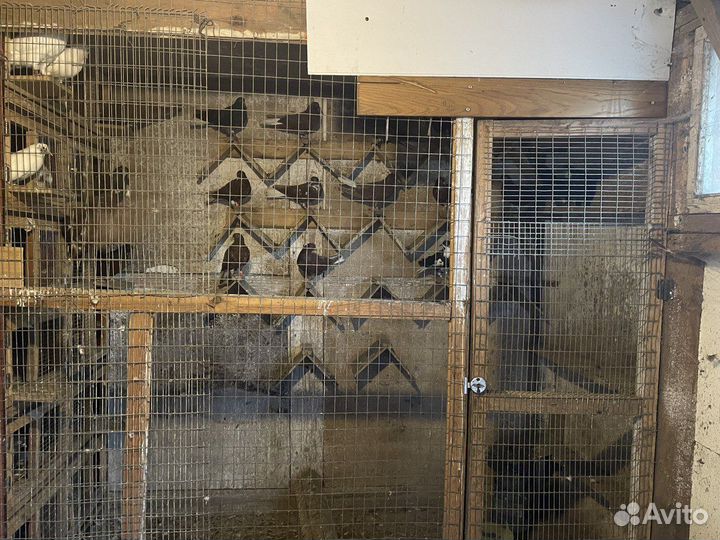 Николаевские голуби