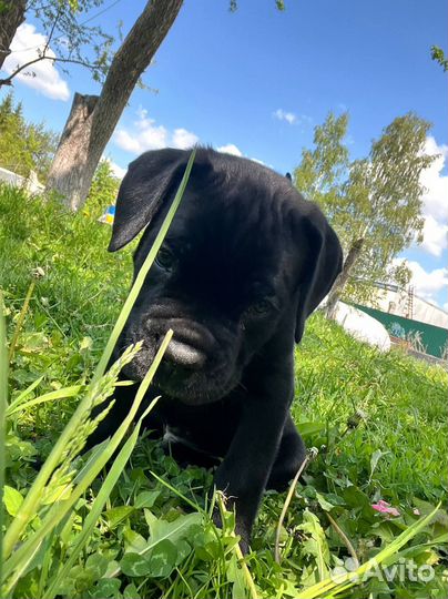 Щенок Кане Корсо