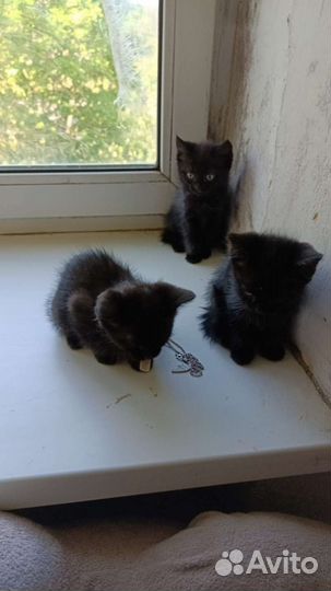 Кошка в дар бесплатно