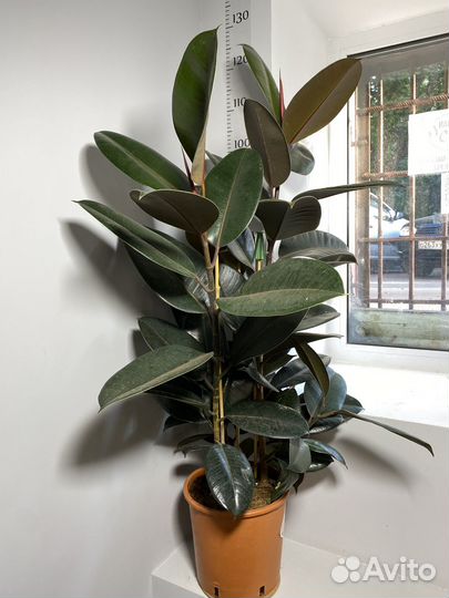 Фикус Абиджан 3в1 120см