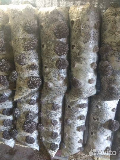 Грибной блок