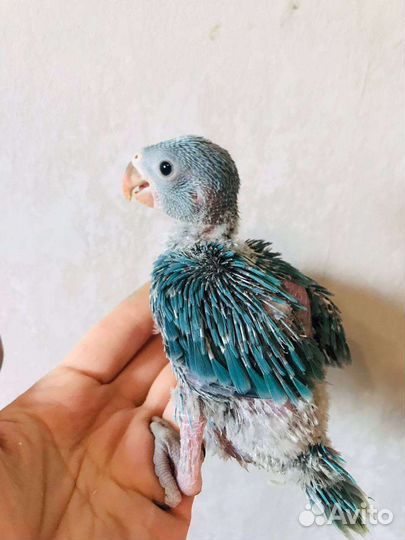 Ожереловые попугаи птенцы