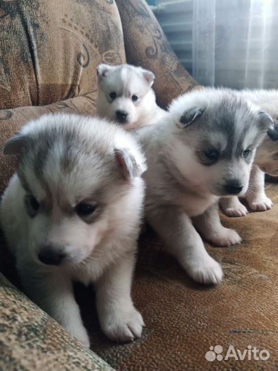 Щенки сибирской хаски