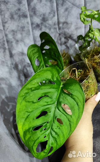 Монстера Адансони большелистная