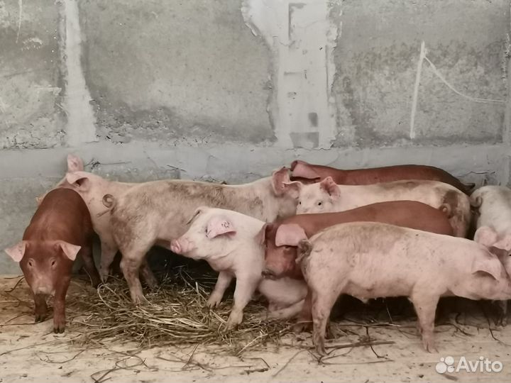 Продаю поросят