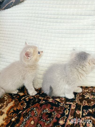 Британские Золотые девочки
