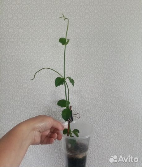 Церопегия сандерсона