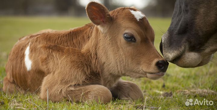 Бычок телёнок