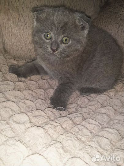 Британская вислоухая кошка