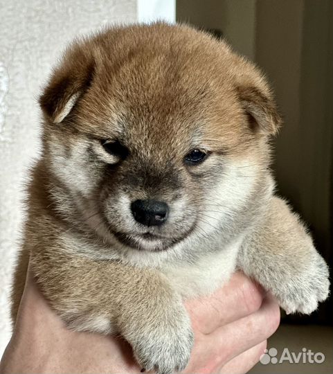 Щенки сиба ину
