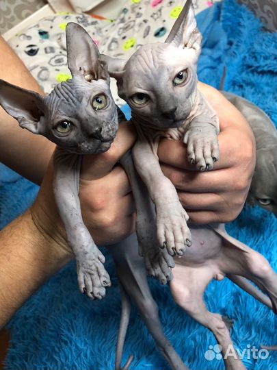 Котята сфинкс канадский