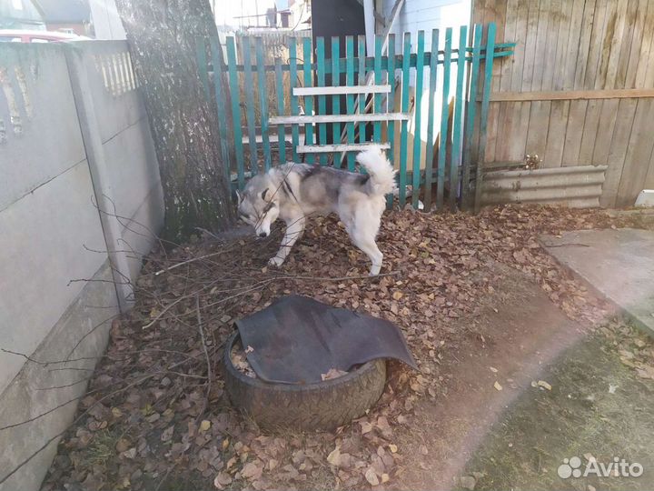 Вязка. Хаски