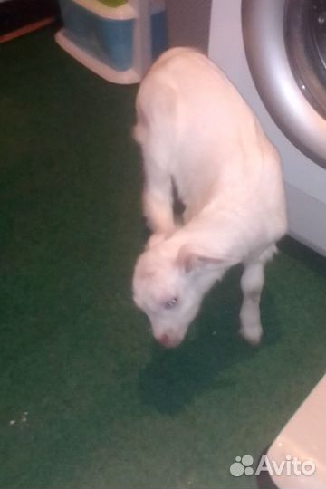 Продажа козлят