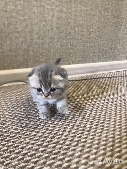 Британские котята
