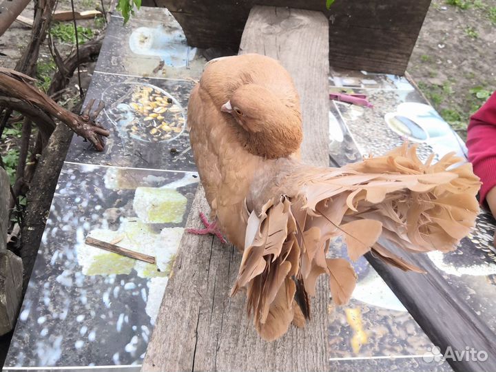 Голубь павлин чистокровный