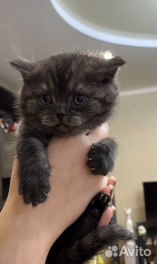Британские котята