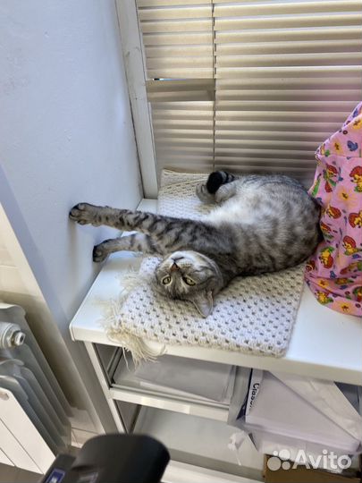 Кошка в дар бесплатно
