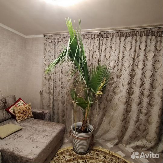 Пальма Вашингтония