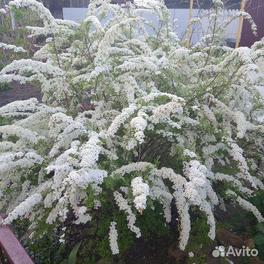Укорененные черенки спиреи, закрытая корневая