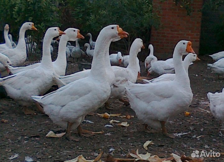 Гусята Крупный серый