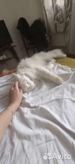 Мейн-кун в добрые руки